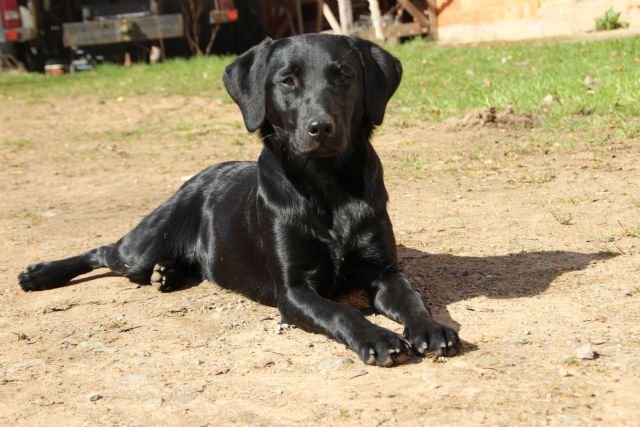 labrador pups verwacht