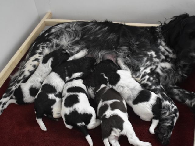 Prachtige grote Münsterlander pups te koop. Pups zijn geboren op 24 februari. Vader en moeder zijn beide in het bezit van een stamboom. 
Er zijn nog 2 reutjes (zwart/wit) beschikbaar!
Voor vragen graag bellen naar 06 18 88 41 63. 