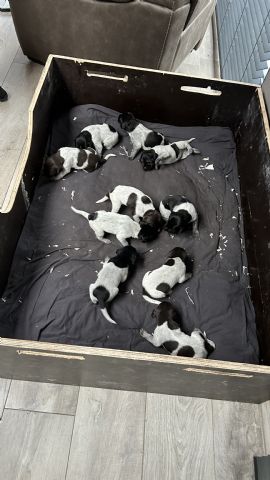 Duitse staande pups zwart schimmel en bruinschimmel 
Nu 3 weken oud 
