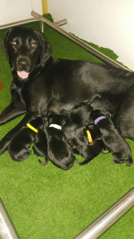 Field trial labrador pups te koop, geboren 8-4-23 ouders HD A en ED vrij met stamboom, ouders worden allebei volop ingezet in de jacht. Groeien op in huiselijke sfeer. Pups met stamboom. Voor info 06-51772971