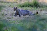 Europese wilde kat (Felis silvestris silvestris)