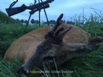 Bijzonder afschot bok in Drenthe