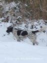 Hond staat even later zal een fazantenhaan on beschoten op de wieken gaan.