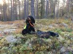 Bird hunting in Norway